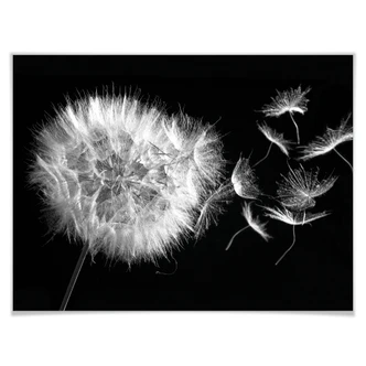 Poster dandelion 