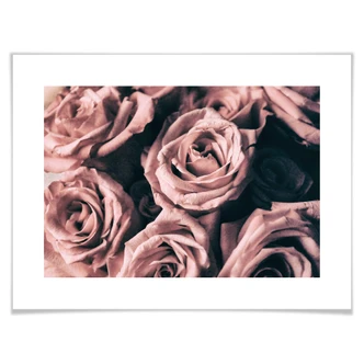 Vintage rosa rosor poster 