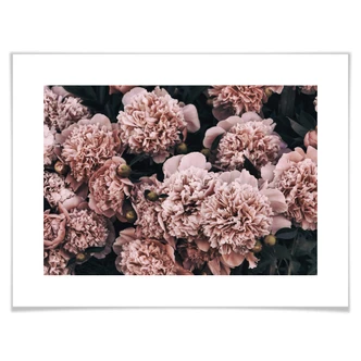 Poster Pink Peonies 