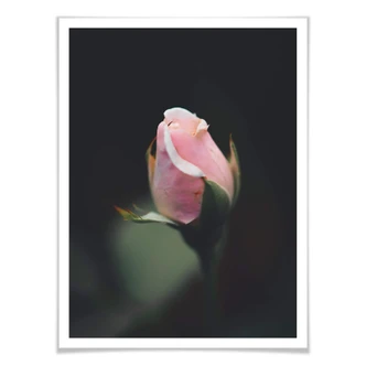 Poster Rosa Blüte einer Rose 