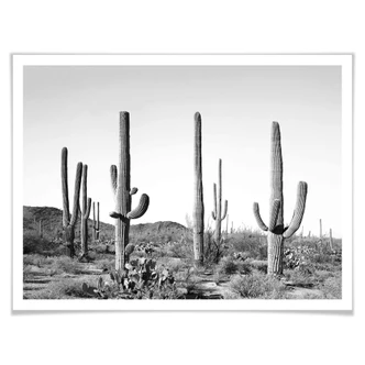 Poster Sisi & Seb - Cactus dans le désert 