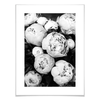 Poster Sisi & Seb - Pfingstrosen 