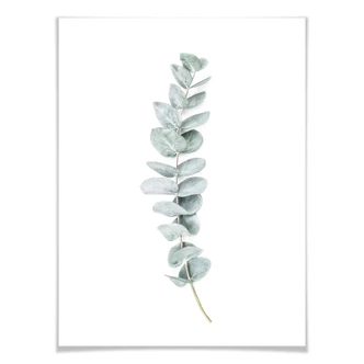 Plakat - Sisi & Seb - Eukalyptus: en gren Plakat - Sisi & Seb - Eukalyptus: en gren