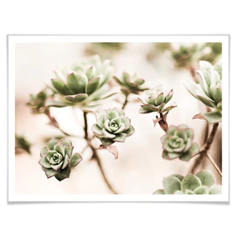 Poster Succulenten 