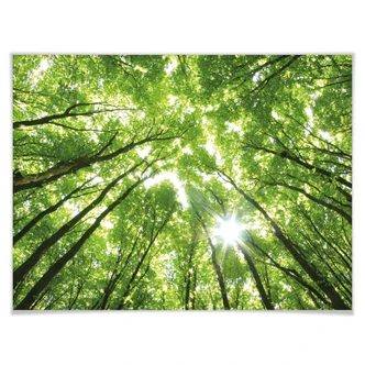 Poster Zonnig Bos 2 Poster Zonnig Bos 2