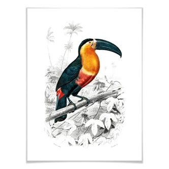 Toucan poster Toucan poster