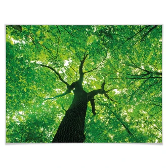 Poster Under the Trees 