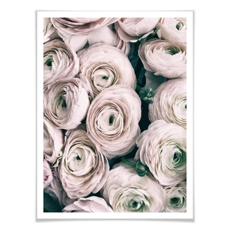 Poster Vintage Ranonkel 