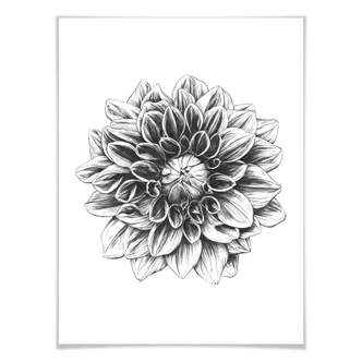 Poster Kools - Dahlia 