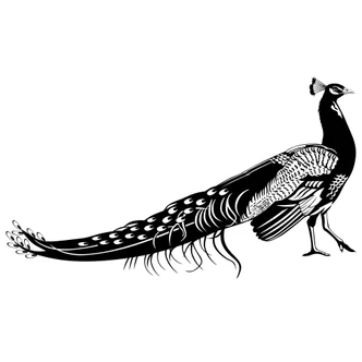 Muursticker Pauw 1 