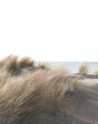 Fototapete mit Gras am Meer Beige ,Floral 2,70 x 2,12 m 