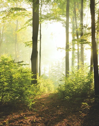Fototapete mit Wald bei Sonnenuntergang Grün ,Floral 2,70 x 2,12 m 