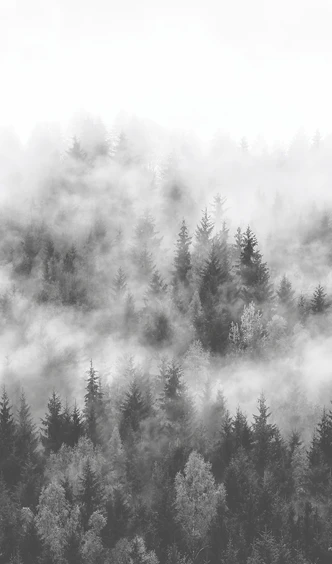 Fototapete mit Wald im Nebel Grau ,Floral 2,70 x 1,59 m 