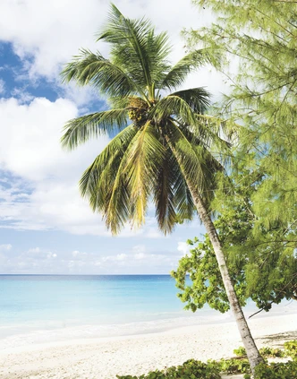 Fototapete mit Palme am Strand Grün, Blau ,Floral 2,70 x 2,12 m 