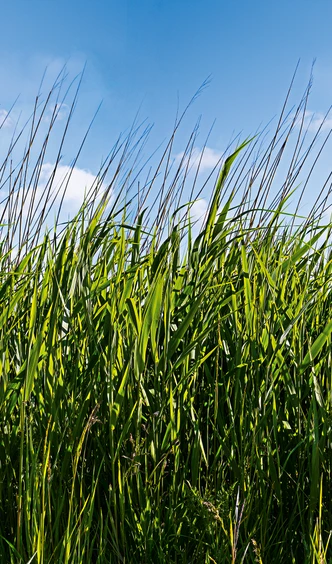 Fototapete mit Gras und blauem Himmel Grün, Blau ,Floral 2,70 x 1,59 m 
