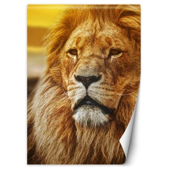 Fototapete, König der Löwen Fototapete, König der Löwen
