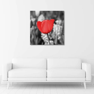 Leinwandbild, Rote Tulpe auf einer Wiese 
