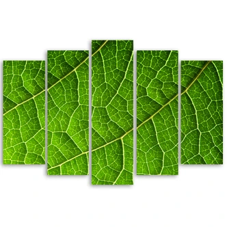 Leinwandbild 5 teilig, Grünes Laub Natur 