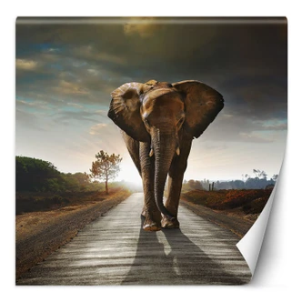 Fototapete, Elefant Tier Weg 