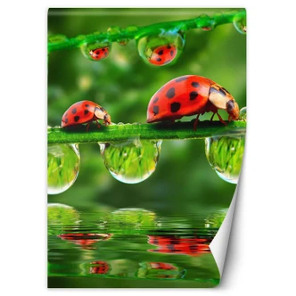 Fototapete, Marienkäfer auf Zweigen Fototapete, Marienkäfer auf Zweigen
