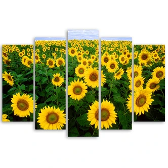 Leinwandbild 5 teilig, Sonnenblumen Wiese 