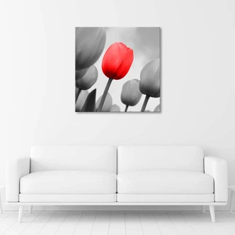 Leinwandbild, Rote Tulpe in Grau 