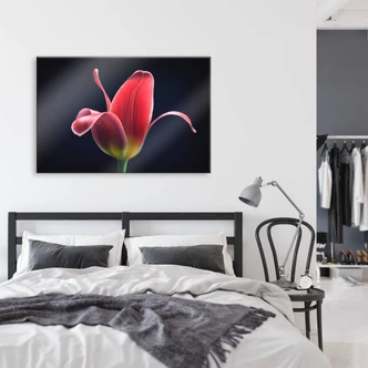 Acrylglas Grønkjær - First Tulip 