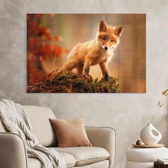 Acrylglasbild Adamec - Junger Fuchs im Wald 