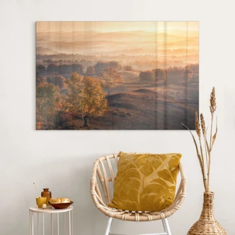 Tableau en verre acrylique Bouleaux dans la rosée dorée du matin - Cui 