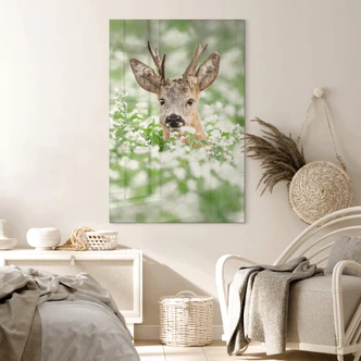 Acrylglasbild van Duijn - Junger Rehbock im Heidekraut 