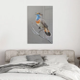 Acrylglas zingende blauwborst - van Duijn Acrylglas zingende blauwborst - van Duijn