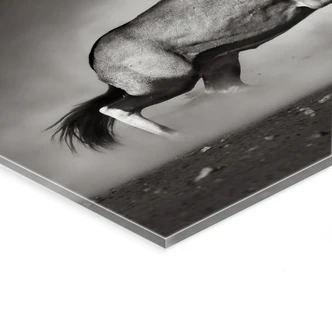 XXL Wandbild Das Duell 