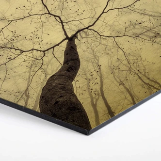 Hexagon Alu-Dibond Goudeffect Pavlasek - Hoog in de Bomen 