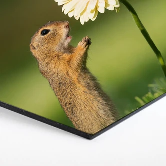 Hexagon - Alu-Dibond Dick van Duijn - Eekhoorn met Gerbera 