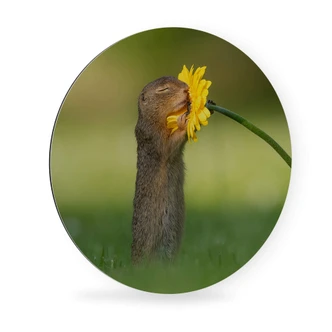 Alu-Dibond Dick van Duijn - Eekhoorn met Bloem 