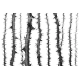 Fototapete Atelier 47 Blurred Thorns Natur - Architects Paper  