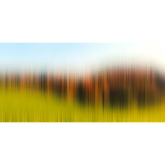 Architects Paper Papier peint photo Atelier 47 Diffused Tree Row arbres 