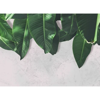 Livingwalls Fototapete Designwalls Leaves Wall Natur 