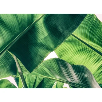 Livingwalls Fototapete Designwalls Broken Leaf Natur 