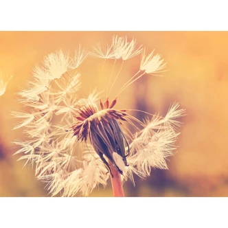 Tapet Designwalls i orange og hvidt non-woven tapet Mælkebøtte natur mælkebøtte 