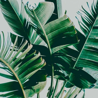 Fototapete Natur PalmFronds1 in grau grün - Vliestapete Designwalls 2 - 2,55 x 3,5 m 