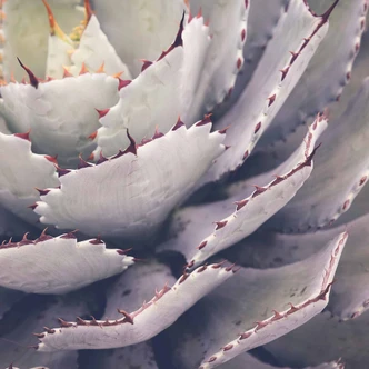 Fototapete Natur Cactusplant in lila grau - Vliestapete Designwalls 2 - 2,55 x 3,5 m 
