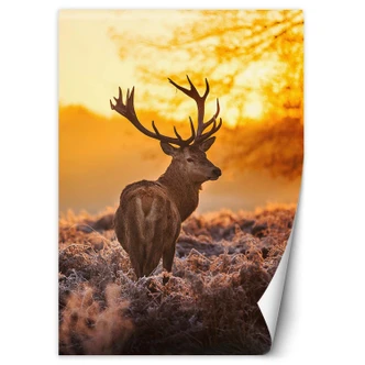 Fototapete, Hirsch bei Sonnenuntergang Fototapete, Hirsch bei Sonnenuntergang