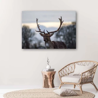 Canvasbillede, Hjort 