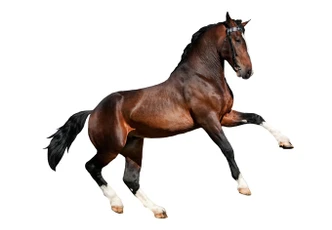 Fensterbild Real acting Horse Fensterbild Real acting Horse