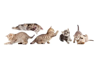 Window sticker real baby cats set 01 Window sticker real baby cats set 01