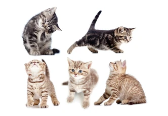 Fensterbild Real baby cats Set 03 Fensterbild Real baby cats Set 03