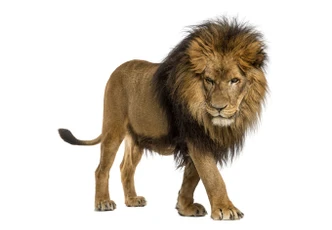 Fensterbild Real Lion 