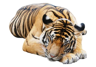 Fensterbild Real resting Tiger 