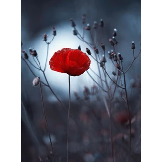 Fotobehang - Bravin - Dark Poppy - 192x260 cm Fotobehang - Bravin - Dark Poppy - 192x260 cm